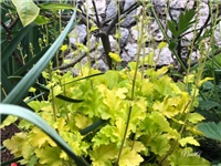 73917b05-20190506 Heucera 2.jpg